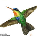 Image of Fiery-throated Hummingbird