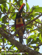 Image of Fiery-billed Aracari