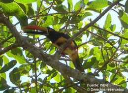 Image of Fiery-billed Aracari