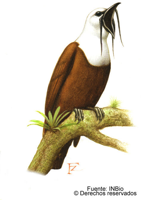 Image of Three-wattled Bellbird