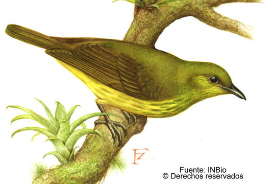 Image of Three-wattled Bellbird
