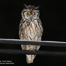 Image of Striped Owl