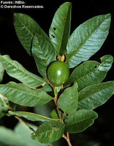 Image of guava