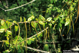 Image of Plocospermataceae