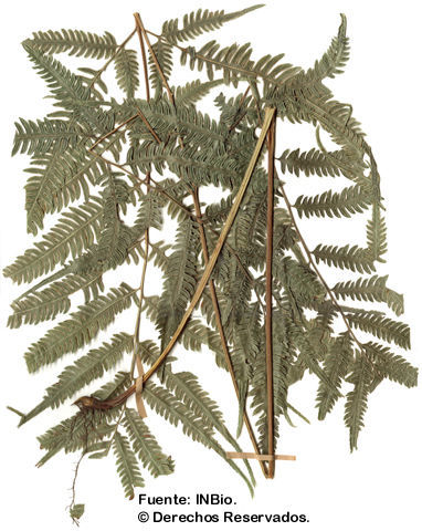 Image of Pteris propinqua J. Agardh