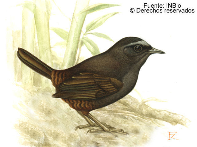 Image of Silvery-fronted Tapaculo