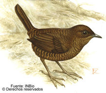 Image of Silvery-fronted Tapaculo