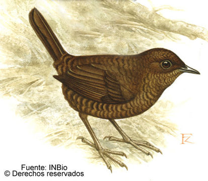 Plancia ëd Scytalopus argentifrons Ridgway 1891