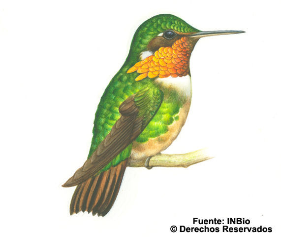 Image of Scintillant Hummingbird