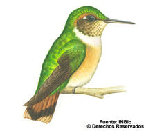 Image of Scintillant Hummingbird