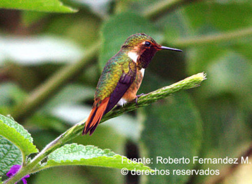 Image of Scintillant Hummingbird