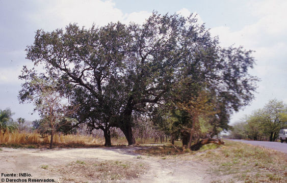 Image of Quercus oleoides Schltdl. & Cham.