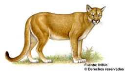 Image of Florida panther