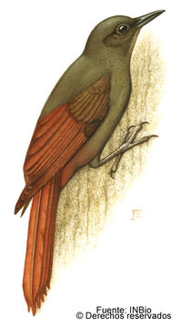 Plancia ëd Sittasomus Swainson 1827