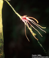 Image of Stenanona panamensis Standl.