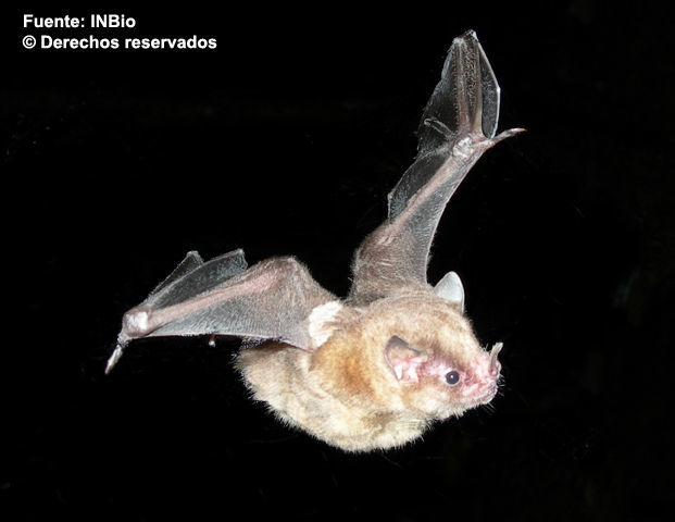 Image of Talamancan yellow-shouldered bat