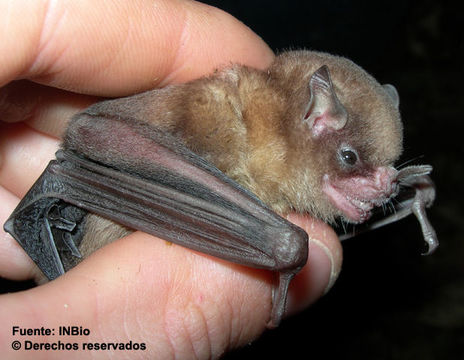 Image of Talamancan yellow-shouldered bat