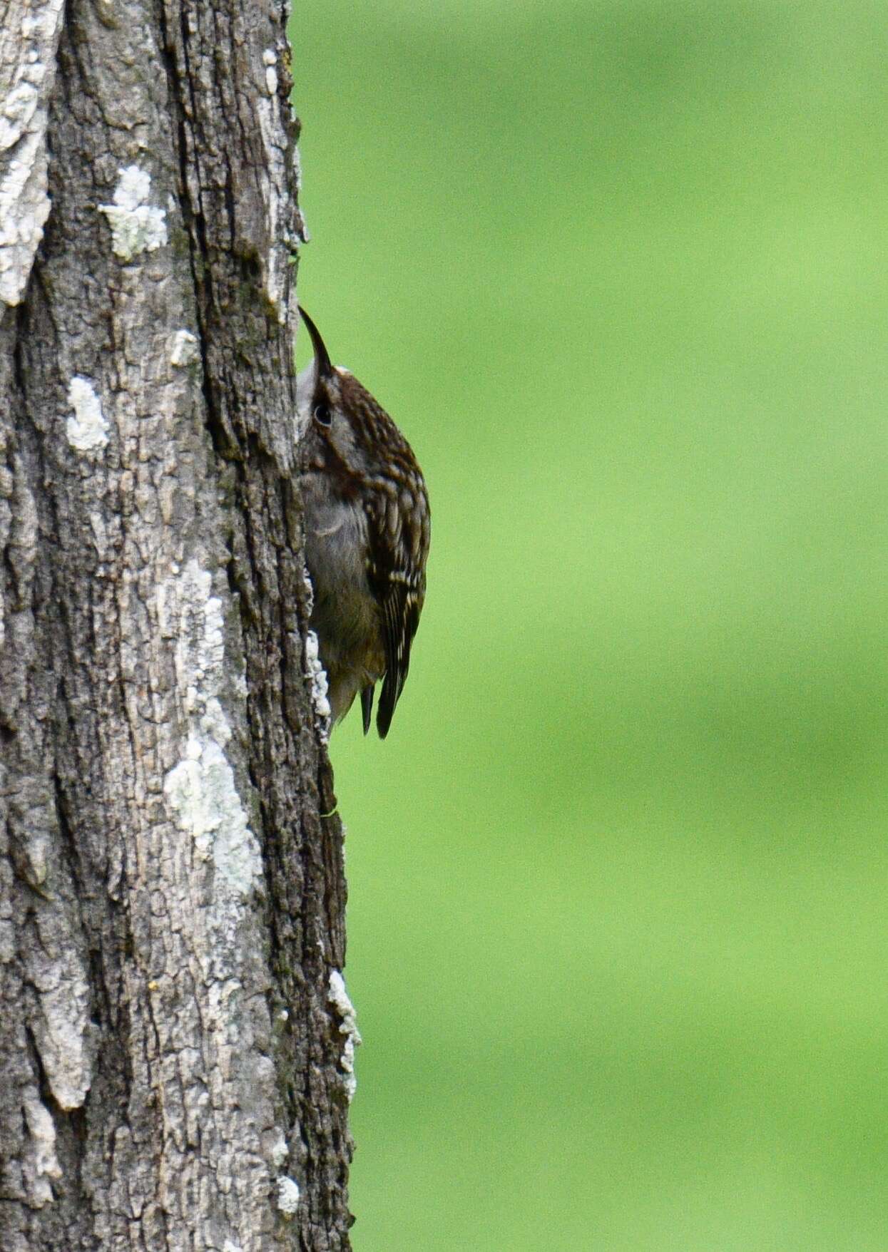 Image of Eurasian Nuthatch