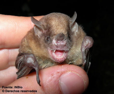 Image of Talamancan yellow-shouldered bat