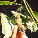 Image of Band-tailed Barbthroat