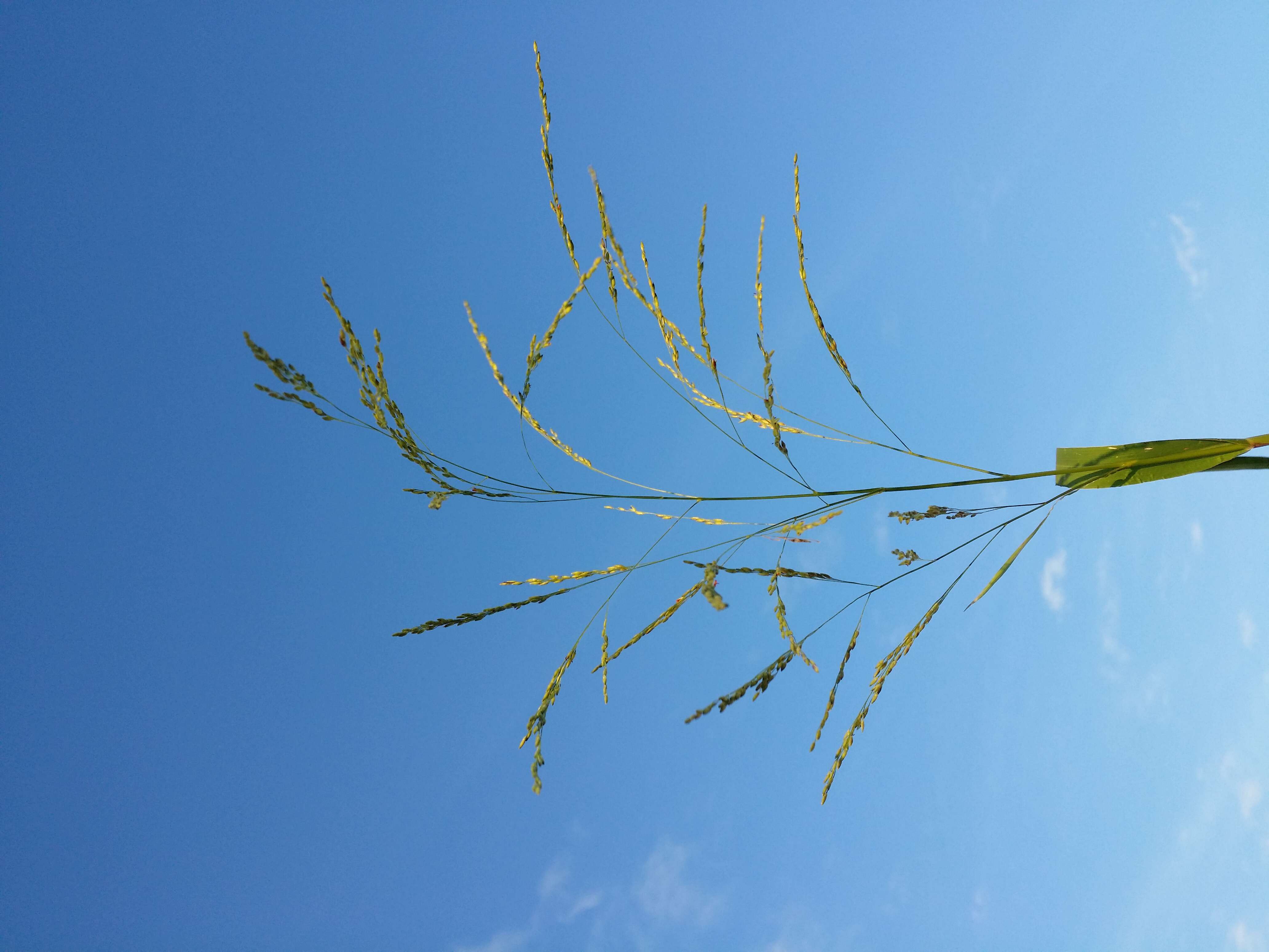 Image of fall panicgrass