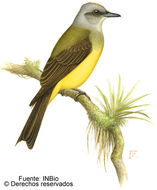 Image of Kingbird