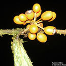 Image de Unonopsis storkii Standl. & L. O. Williams