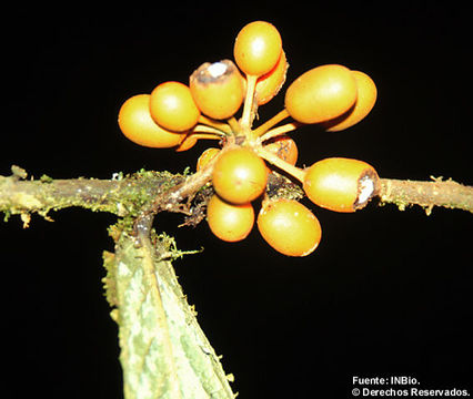 Image of Unonopsis storkii Standl. & L. O. Williams