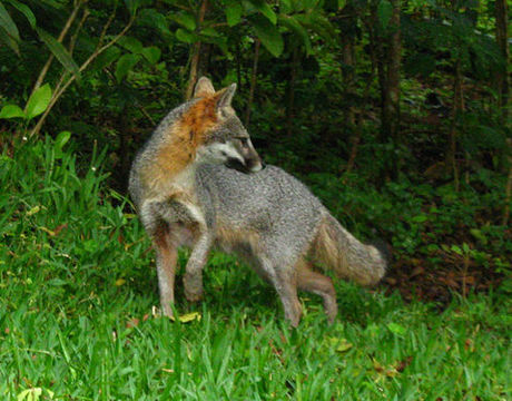 Image of Grey Foxes