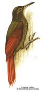 Image of Xiphorhynchus Swainson 1827
