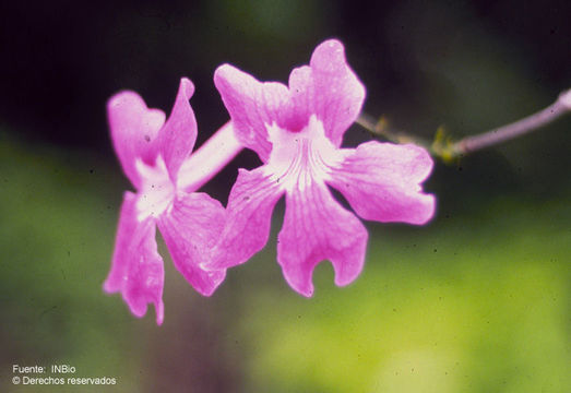 Image de Fridericia mollissima (Kunth) L. G. Lohmann