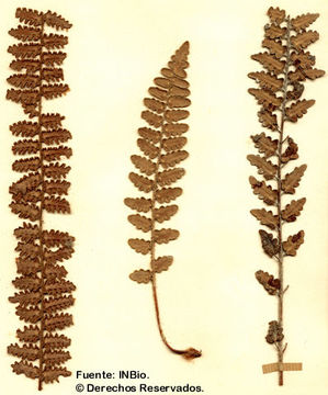 Image of wavy scaly cloakfern