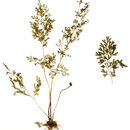 Imagem de Anogramma leptophylla (L.) Link