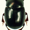 Image of Ateuchus zoebischi Kohlmann 1996