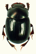 Image of Ateuchus zoebischi Kohlmann 1996