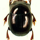 Image of Ateuchus rodriguezi (Preudhomme de Borre 1886)