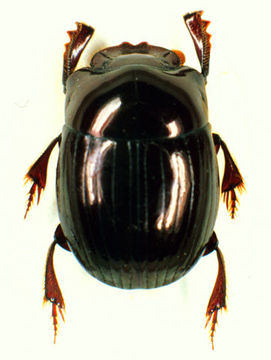 Image of Ateuchus rodriguezi (Preudhomme de Borre 1886)