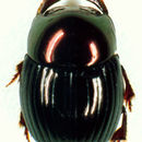 Image of Ateuchus howdeni Kohlmann 1996