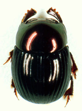 Image of Ateuchus howdeni Kohlmann 1996