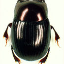 Image of Ateuchus hendrichsi Kohlmann 1996