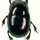 Image of Ateuchus ginae Kohlmann 1996