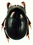 Image of Ateuchus candezei (Harold 1868)