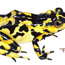 Image of Clown Frog