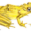 Imagem de Atelopus chiriquiensis Shreve 1936