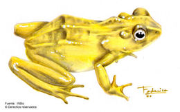 Image of Chiriqui Harlequin Frog
