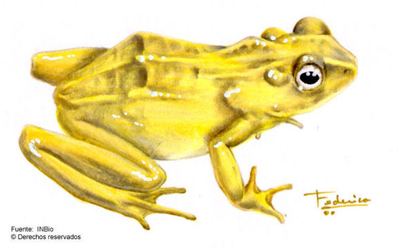 Atelopus chiriquiensis Shreve 1936的圖片