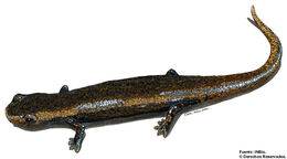Image of Bolitoglossa cerroensis (Taylor 1952)