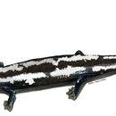 Image of Alvarado's Salamander