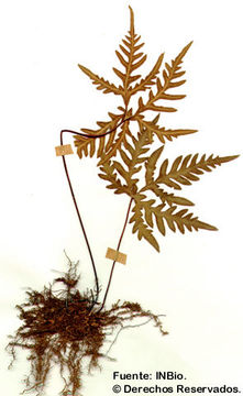 Image of bommeria fern