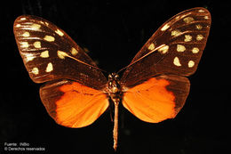 صورة <i>Callithomia <i>hezia</i></i> hezia Hewitson 1853